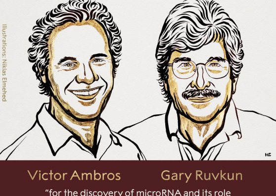 Victor Ambros y Gary Ruvkun ganan el premio Nobel de Medicina 2024 por el descubrimiento de los microARN